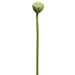 20" Large Lotus Pod Artificial Stem -Green (Pack of 12) - ZSL705-GR