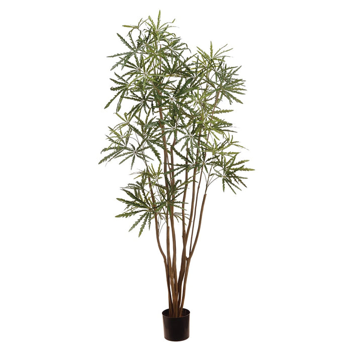 6' Silk Aralia Tree w/Plastic Pot -Green - ZTA567-GR