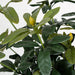 37" Outdoor UV-Proof Artificial Rhododendron Azalea Plant -Green (Pack of 2) - A020