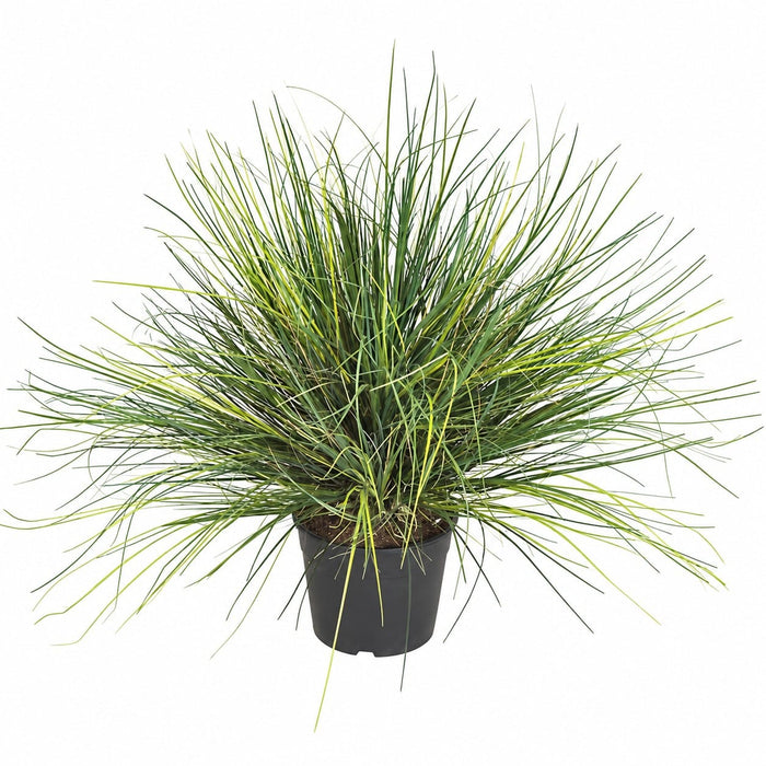 24" IFR PVC Onion Grass Artificial Plant w/Pot -2 Tone Green (Pack of 2) - A100770