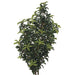 4'2" UV-Proof Outdoor Artificial Mountain Laurel Plant -Green (pack of 2) - A111