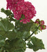 17" UV-Proof Outdoor Artificial Geranium Flower Bush -Wine/Red (pack of 6) - A14410-0WI/RE