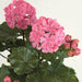 17" UV-Proof Outdoor Artificial Geranium Flower Bush -Pink (pack of 6) - A14410-6PK