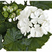 17" Outdoor UV-Proof Artificial Geranium Flower Bush -White (Pack of 6) - A-144108
