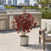 3'2" Outdoor UV-Proof Artificial Maple Tree -Burgundy (Pack of 2) - A144170