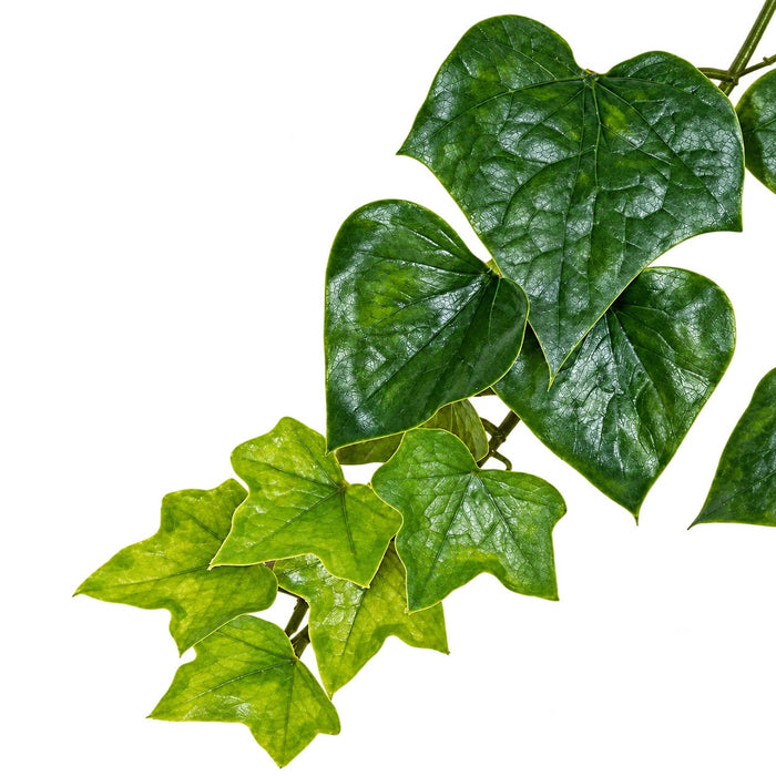 9' Outdoor UV-Proof Artificial English Ivy Garland -Green (Pack of 6) - A144250