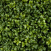 15" Outdoor UV-Proof Artificial Boxwood Ball Topiary -Green (Pack of 2) - A117015