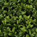 12"Hx23"Wx11"D UV-Proof Outdoor Artificial English Boxwood Topiary Hedge -2 Tone Green - A144330
