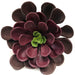 8"Hx9"W UV-Proof Outdoor Artificial Aeonium Succulent Stem -Eggplant/Purple (pack of 6) - A15032-7EG/PU