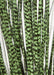 36" IFR PVC Zebra Grass Artificial Plant w/Pot -Green/Black (pack of 2) - A152080