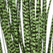 36" IFR PVC Zebra Grass Artificial Plant w/Pot -Green/Black (Pack of 2) - A152080