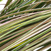 36" IFR PVC Onion Grass Artificial Plant w/Pot -Green/Tan - A160195