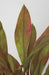 5' UV-Proof Outdoor Artificial Cordyline Plant -Red/Green - A174750