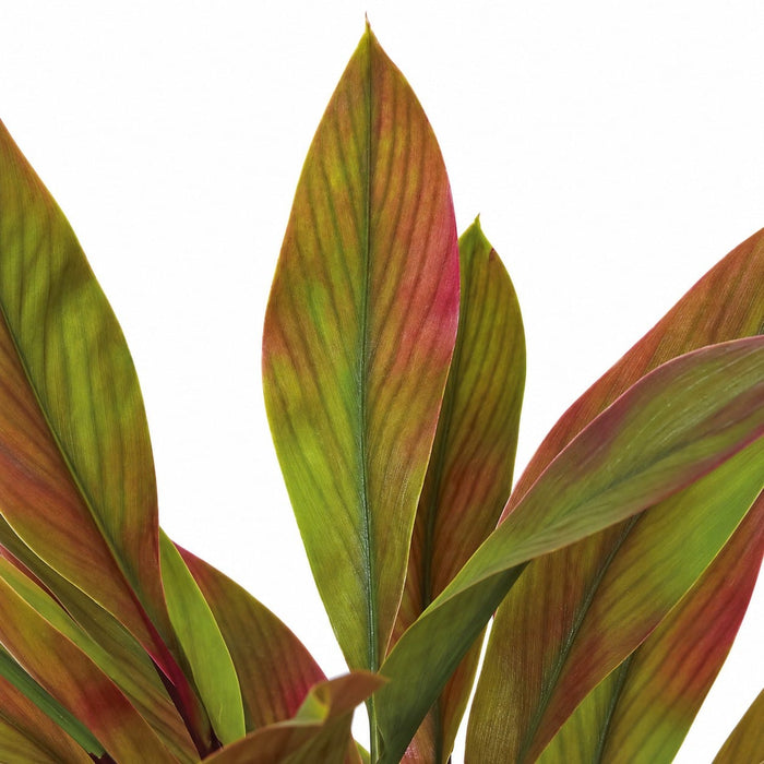 5' Outdoor UV-Proof Artificial Cordyline Plant -Red/Green - A174750