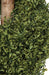 5' Custom-Made Outdoor UV-Proof Artificial Polyscias Spiral Topiary Tree w/Pot -Green - A1915