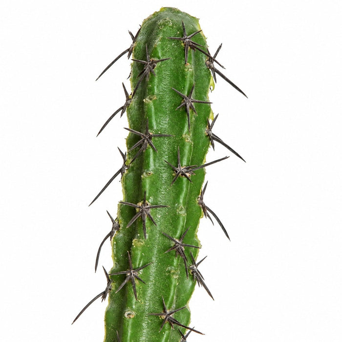 5' Plastic Finger Cactus Artificial Stem -Green (Pack of 3) - A675