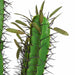 46" Plastic Finger Cactus Artificial Stem -Green (Pack of 3) - A676
