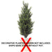 36" CUSTOM MADE UV-Proof Outdoor Artificial Podocarpus Plant -2 Tone Green - A9681