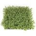 10"x10"x3" IFR Boxwood Artificial Mat -Light Green (pack of 6) - AR150280