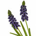 12.5" IFR Artificial Hyacinth Flower Bush -Purple (Pack of 12) - AR160510
