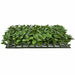 12"x12"x2" IFR Artificial Nematanthus Mat -2 Tone Green (Pack of 6) - AR175290