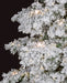 9'Hx61"W Heavy Flocked Blizzard C7 Frosted & LED-Lighted Artificial Christmas Tree w/Stand -White - C181184