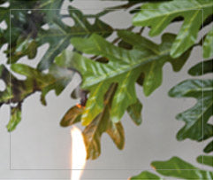 Ignition source withdrawn from the IFR foliage sample
