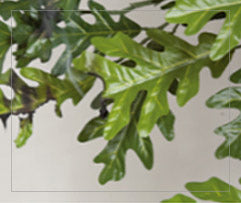 IFR foliage sample with no visible flame at the final demonstration step