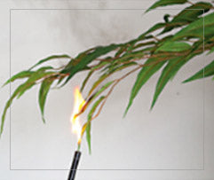 Flame applied to the non-IFR foliage sample