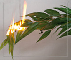 Flames spreading along the non-IFR foliage sample