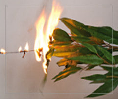 The non-IFR foliage sample continuing to burn