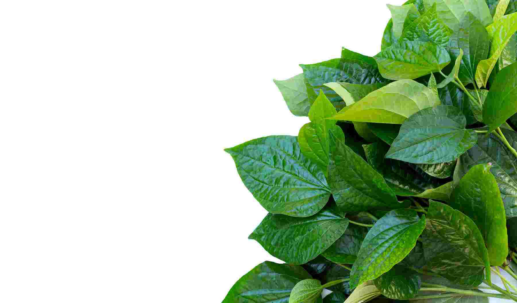 Silk Flowers Wholesale Shop Bulk Silk Flowers & Plants — Silks Are