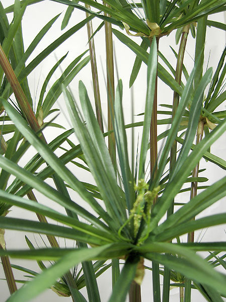 6' Papyrus Grass Silk Plant w/Pot -Green - P0291