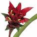 28" Soft-Touch Artificial Bromeliad Plant Flower Bush -Red (Pack of 4) - P0710