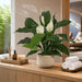 29" Flowering Peace Lily Spathiphyllum Silk Plant w/Pot -Green/White (Pack of 2) - P111370