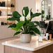 29" Flowering Peace Lily Spathiphyllum Silk Plant w/Pot -Green/White (Pack of 2) - P111370