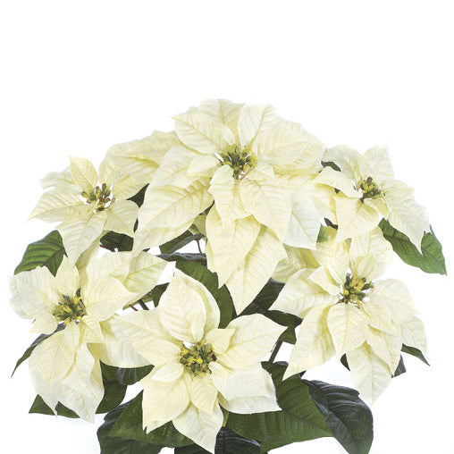 24" Poinsettia Silk Flower Bush -Cream (pack of 6) - P1135
