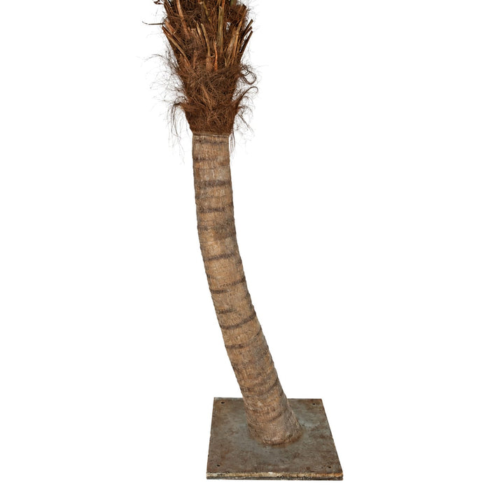 9'6" Curved Phoenix Silk Palm Tree w/Metal Base -Green - P127100