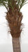 9'6" Curved Phoenix Silk Palm Tree w/Metal Base -Green - P127100