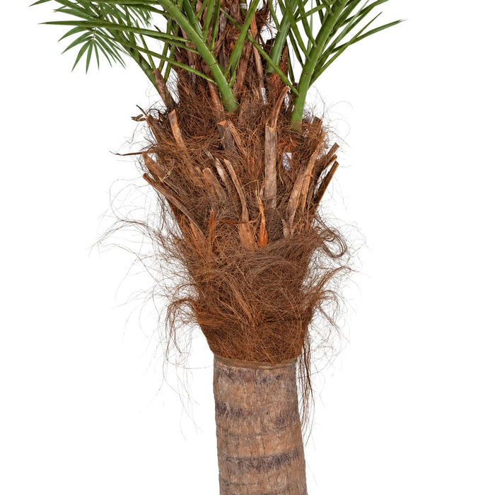 9'6" Curved Phoenix Silk Palm Tree w/Metal Base -Green - P127100