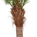 9'6" Curved Phoenix Silk Palm Tree w/Metal Base -Green - P127100