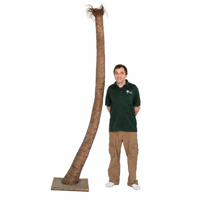 14' Curved Phoenix Silk Palm Tree w/Metal Base -Green - P127120
