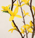 5' Forsythia Flower Silk Tree w/Pot -Yellow - P141215