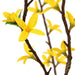 5' Forsythia Flower Silk Tree w/Pot -Yellow - P141215