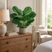28" Calathea Queen Silk Plant w/Pot -2 Tone Green (Pack of 2) - P141410