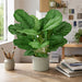28" Calathea Queen Silk Plant w/Pot -2 Tone Green (Pack of 2) - P141410