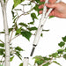 9' White Birch Silk Tree w/Pot -Green - P150740