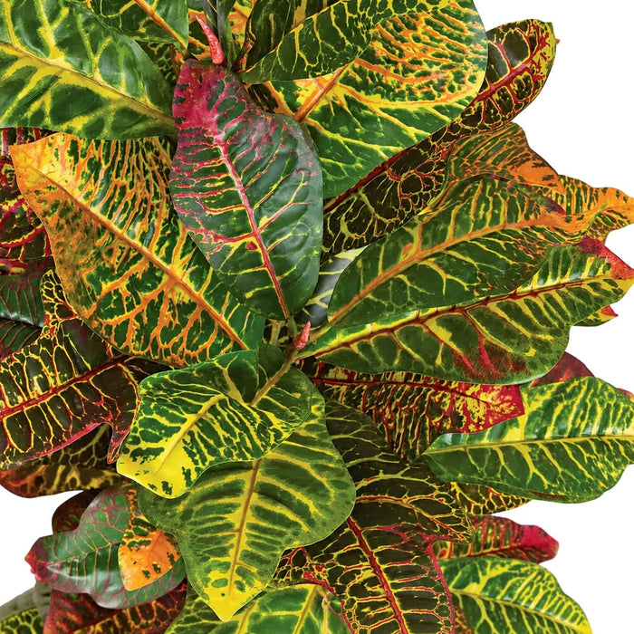4' Soft-Touch Croton Silk Plant -Red/Green (Pack of 3) - P150750