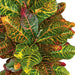 4' Soft-Touch Croton Silk Plant -Red/Green (Pack of 3) - P150750