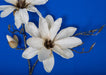 34" Giant Magnolia Silk Flower Stem -Cream/Brown (Pack of 6) - P181082